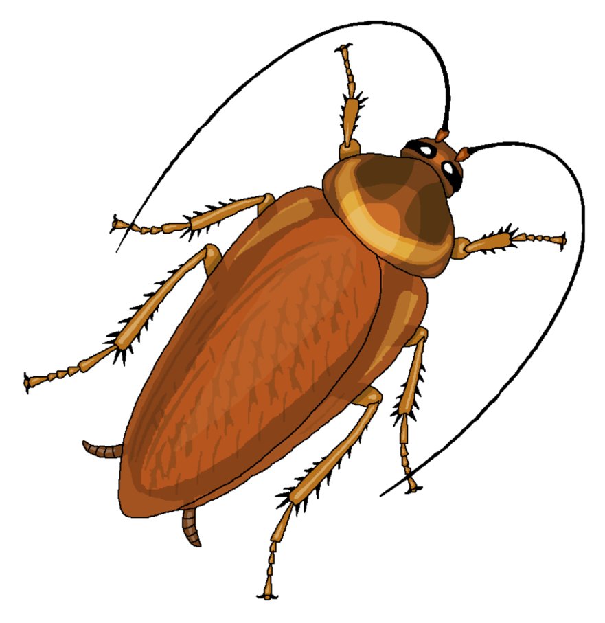 Cockroach clipart png 3 » PNG Image.