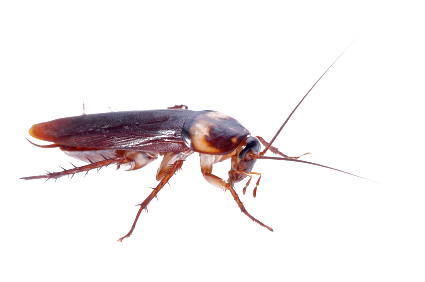 Roach PNG images free download.