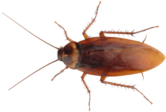Cockroach PNG Images Transparent Free Download.