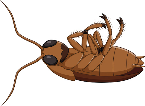 Dead cockroach clipart.