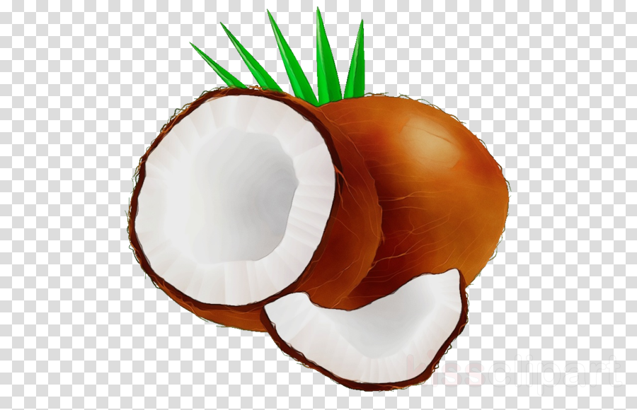 Coconut clipart.