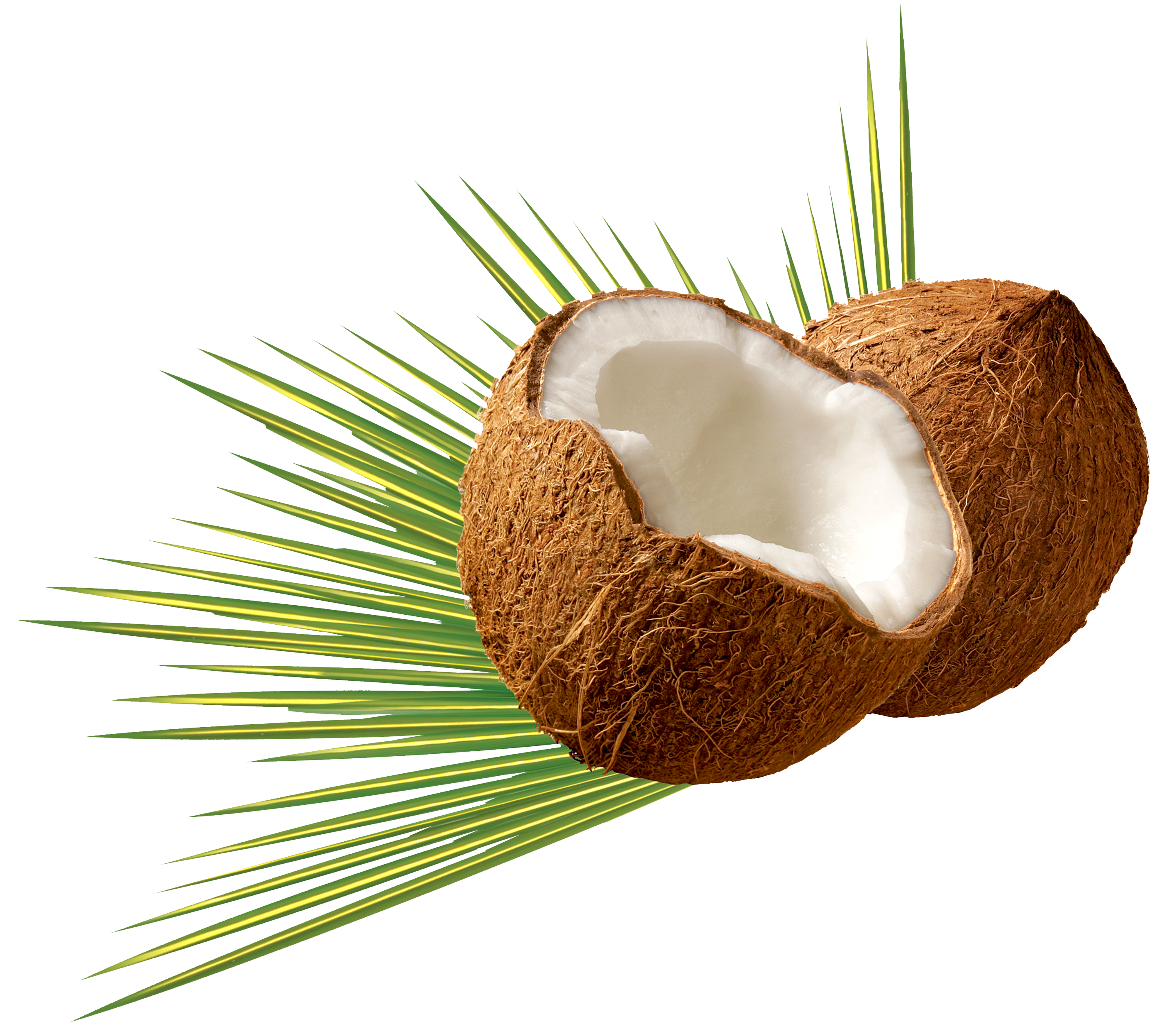 Coconut PNG Image.