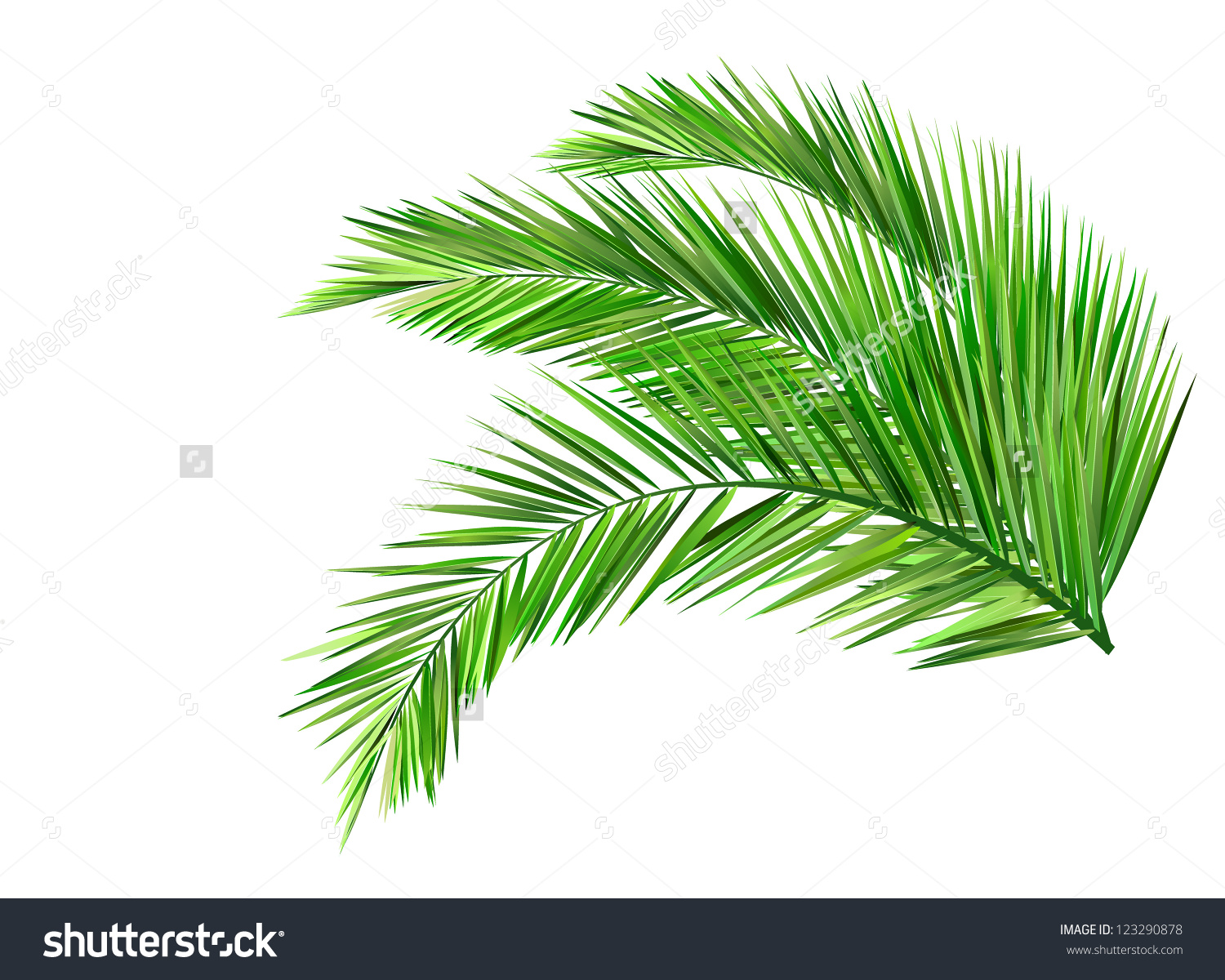 Coconut leaves clipart 20 free Cliparts | Download images on Clipground ...