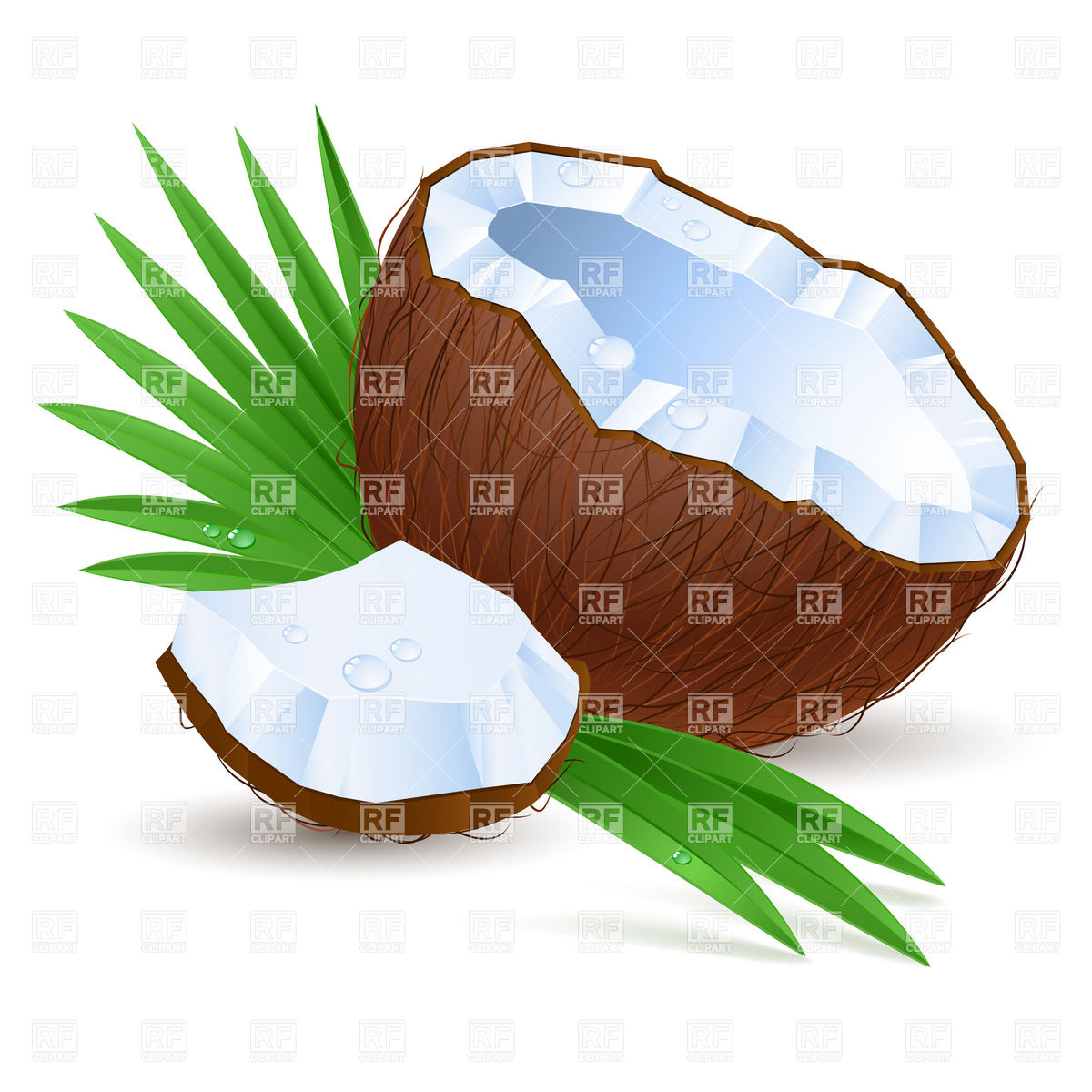 Coconut Clipart.