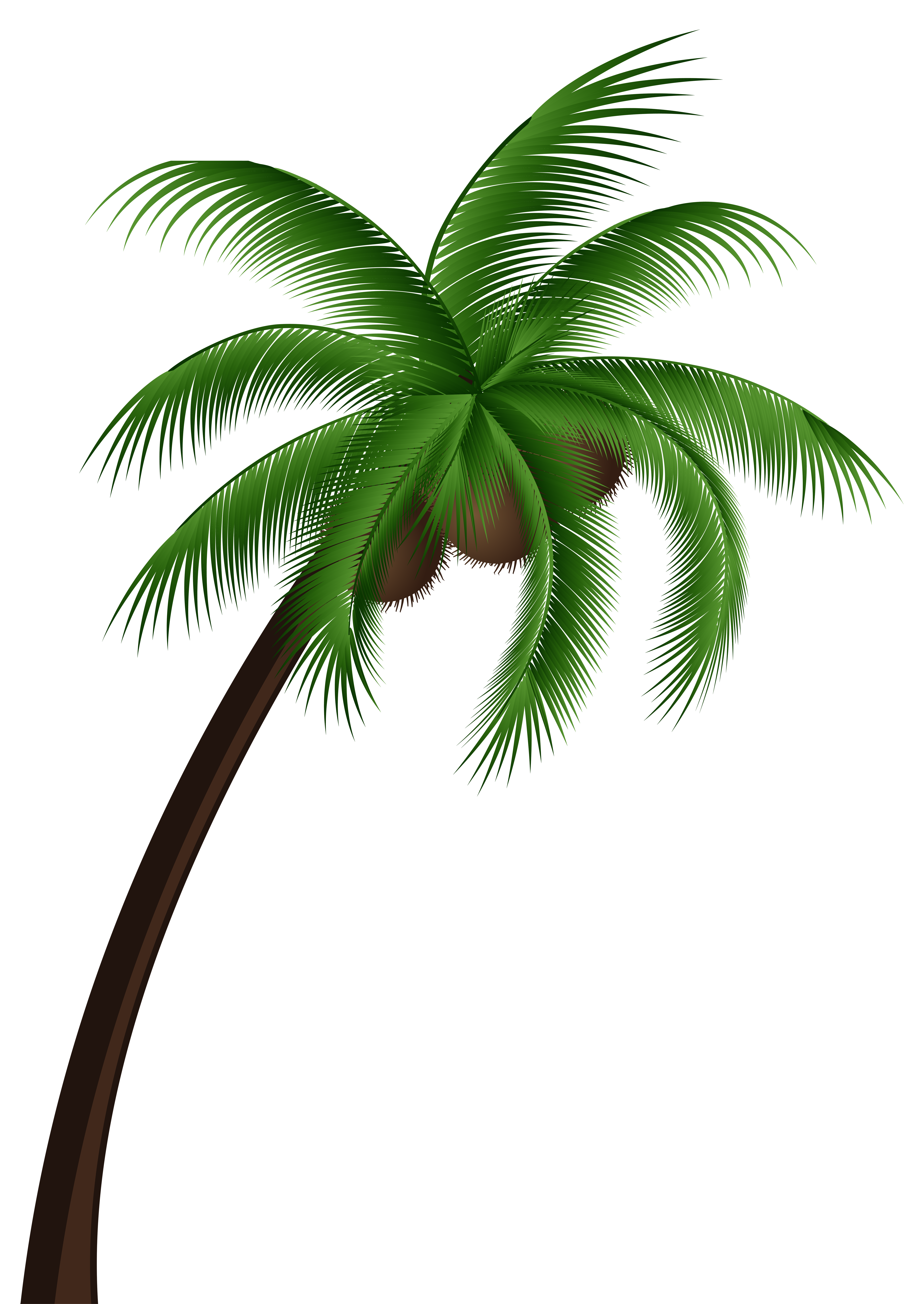 Coconut Palm Tree Clipart.