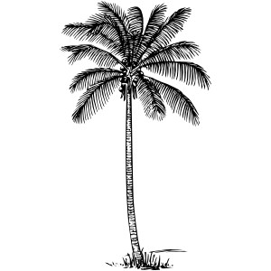 Coconut Palm Clip Art.