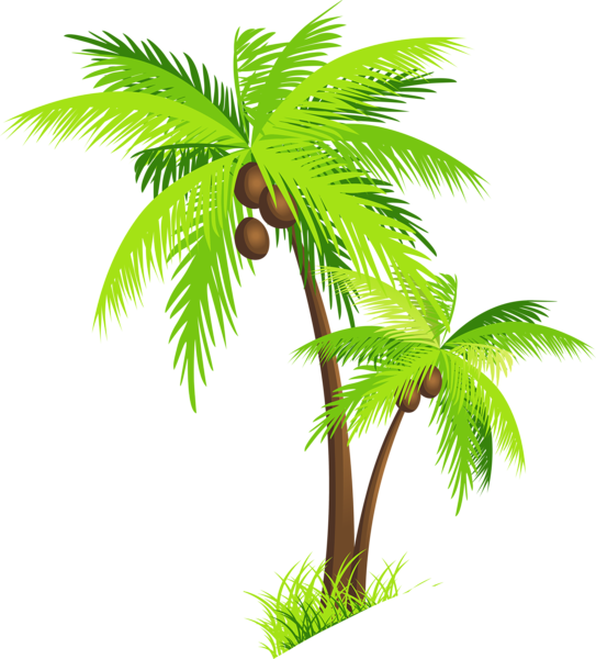 Palm Tree with Coconuts PNG Clipart Picture.