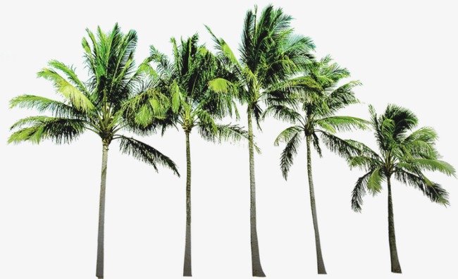 Download Free png Coconut Tree, Coconut Clipart, Tree.
