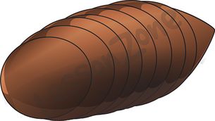 clipart cocooned clipground pupa fly