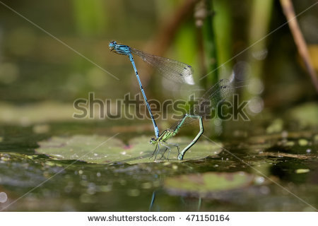 Puella Stock Photos, Royalty.