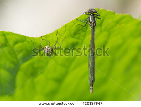 Large Red Damselfly Stock Photos, Royalty.