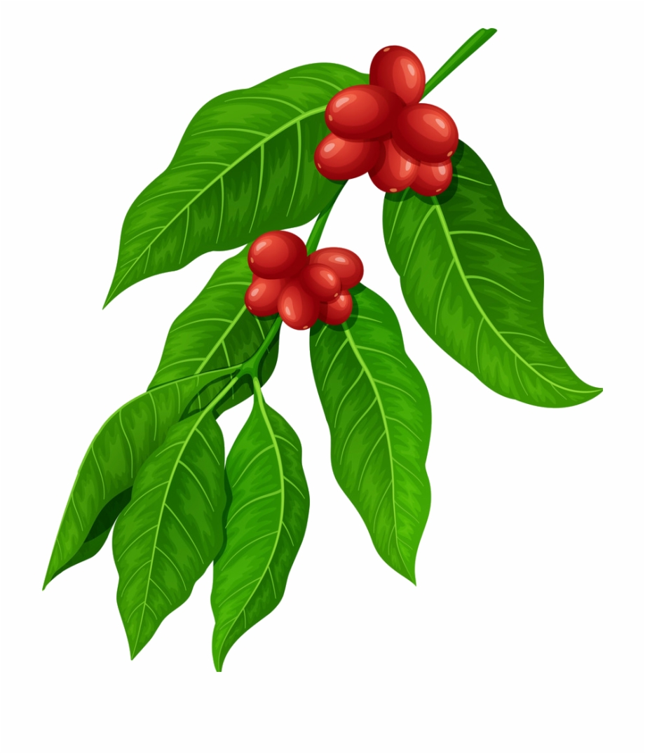 coffee leaf png 20 free Cliparts | Download images on Clipground 2021