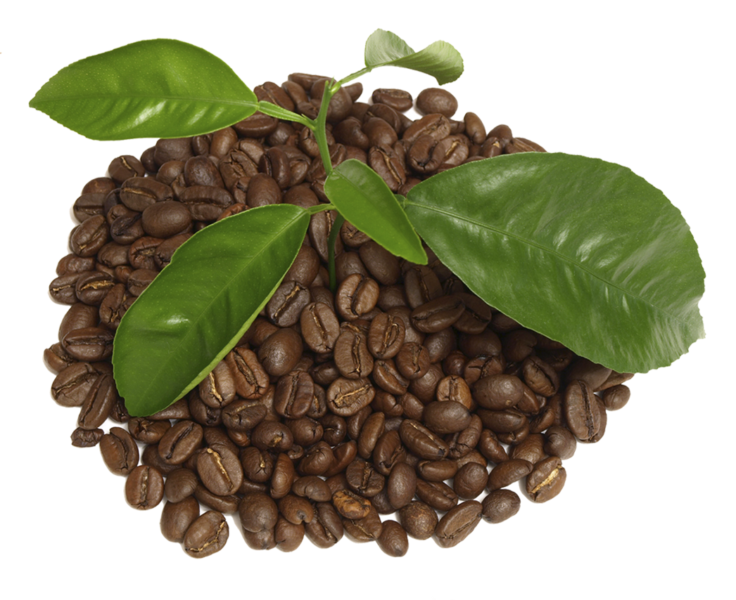 coffee leaf png 20 free Cliparts | Download images on Clipground 2021