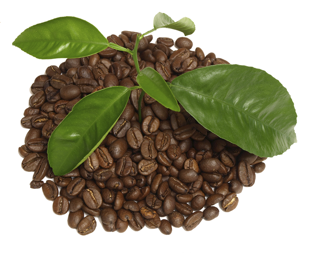 coffee leaf png 20 free Cliparts Download images on Clipground 2024