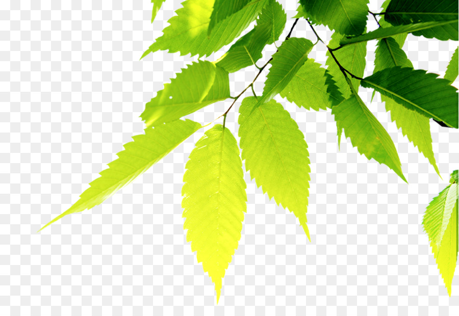 Leaf Green Tea png download.