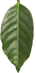 Hawaiian Plant Textures.