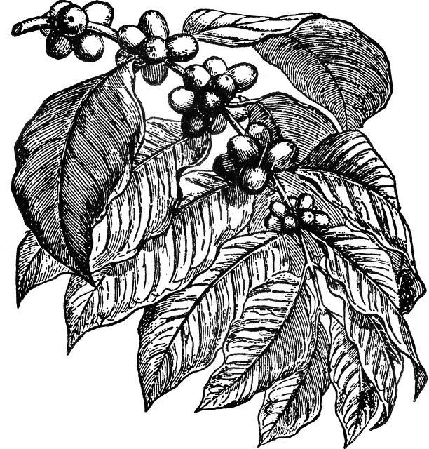 Coffee Plant Clipart.