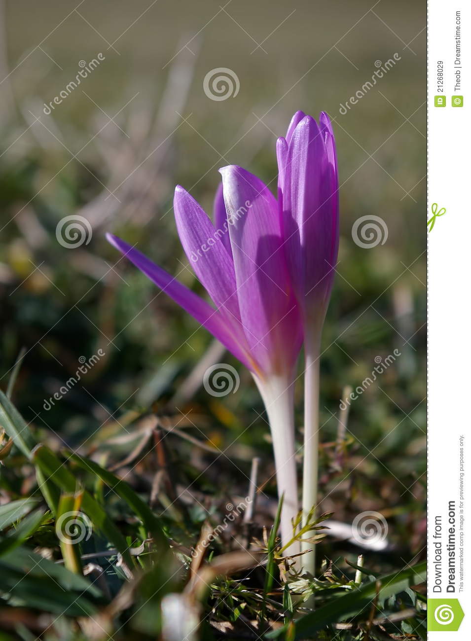 Colchicum Autumnale Royalty Free Stock Images.