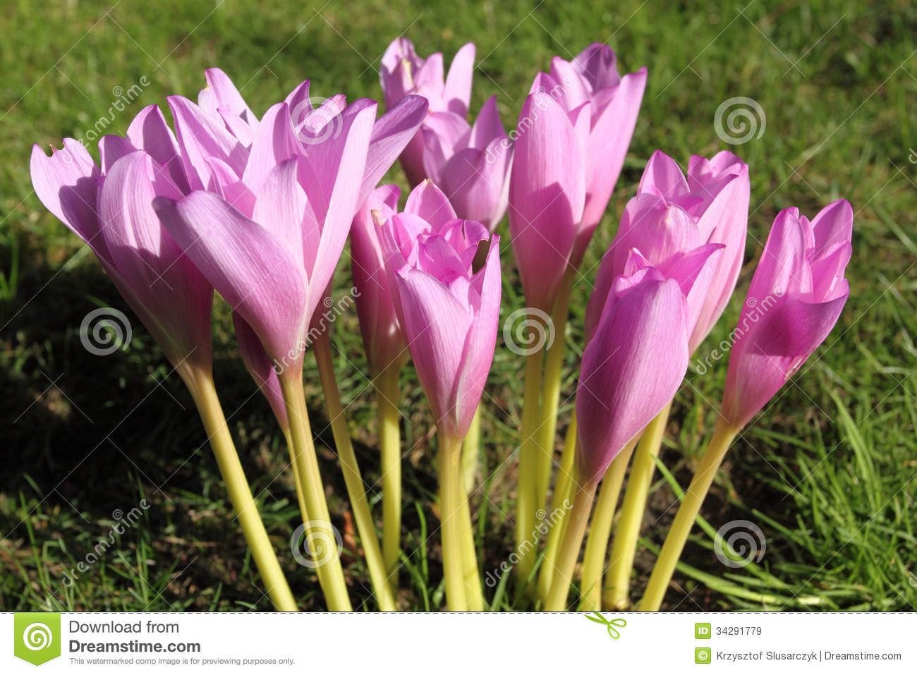 Colchicum Autumnale Royalty Free Stock Images.