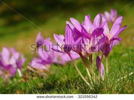 Colchicum Stock Photos, Royalty.