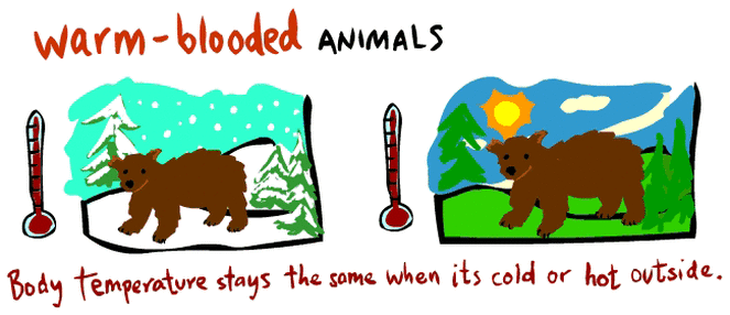 Warm Blooded Animals Clipart.