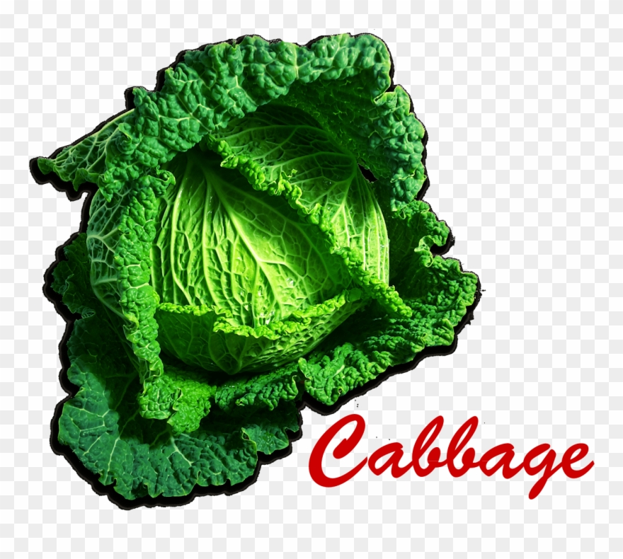 Cabbage Png Picture.