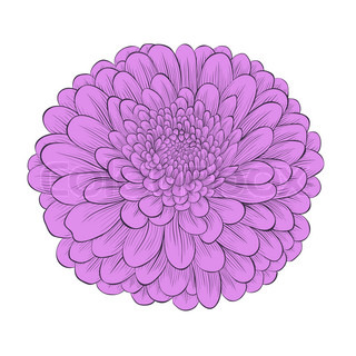 Chrysanthemum Clip Art.
