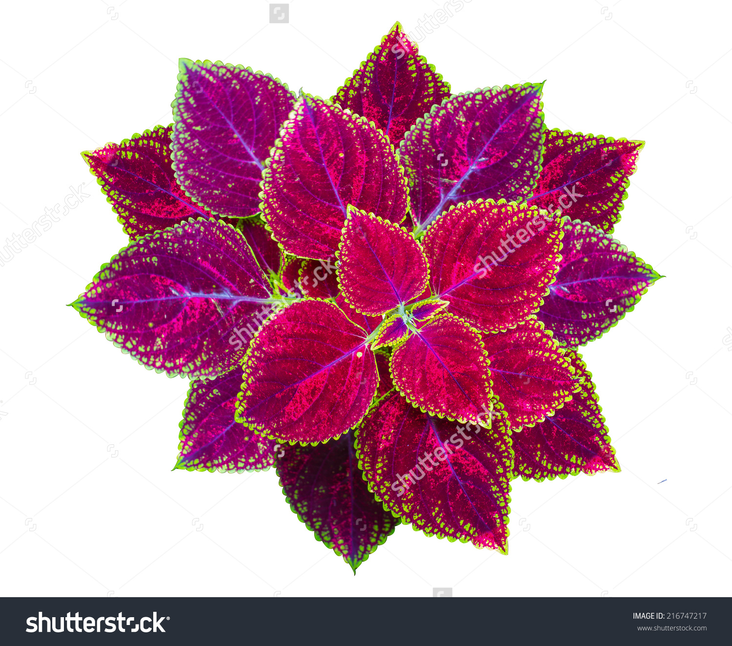Painted Nettle Flower Coleus Plants Colorful Stock Photo 216747217.