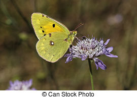 Stock Photo of Dark Clouded Yellow (Colias croceus) on flower.