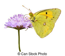 Colias Illustrations and Clipart. 15 Colias royalty free.