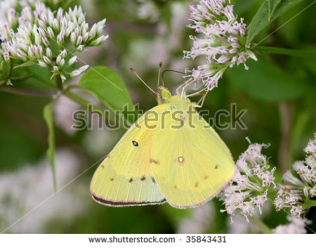 Butterfly sulfur Stock Photos, Images, & Pictures.