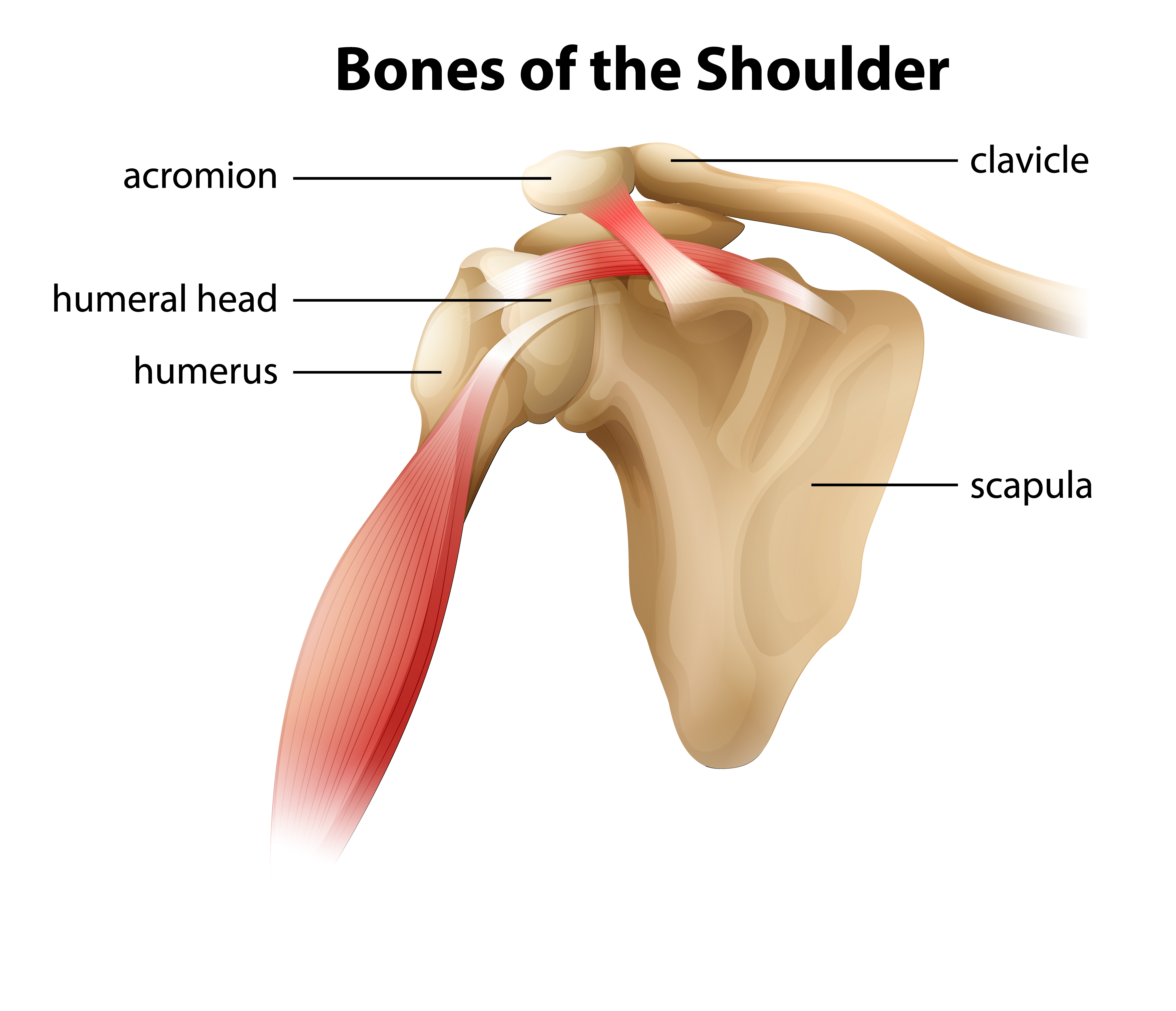 Акромион плеча. Acromioclavicular Joint. Акромион анатомия. Акромион лопатки. Акромион II типа..