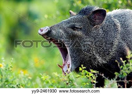 Stock Photography of Javelina or Collared Peccary.