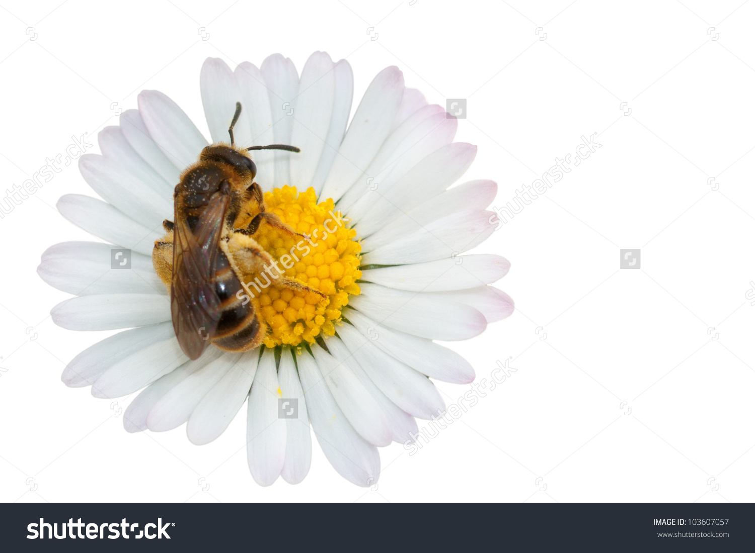 clipart of a nectar flower