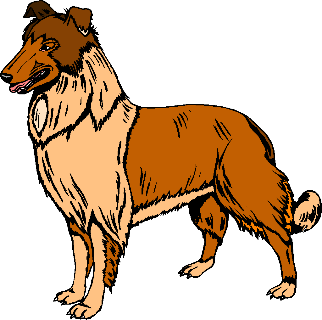 Border Collie Clipart.