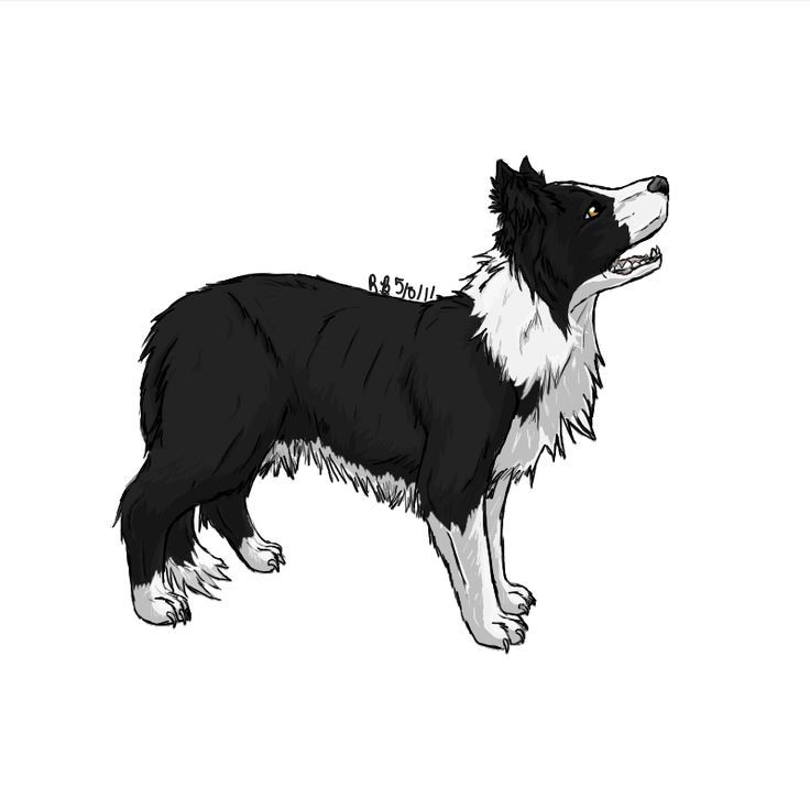 Border Collie Clipart.