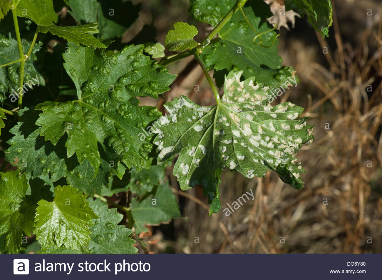 Blister Stock Photos & Blister Stock Images.