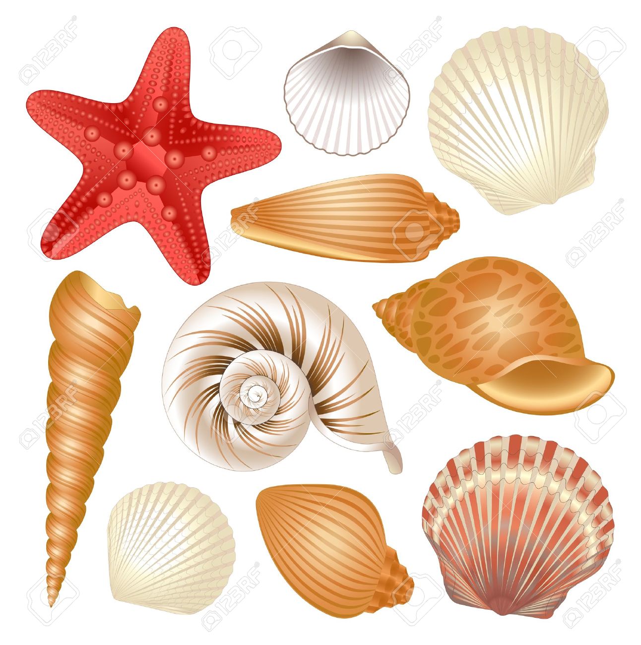 Printable Shells Template Printable Templates Free