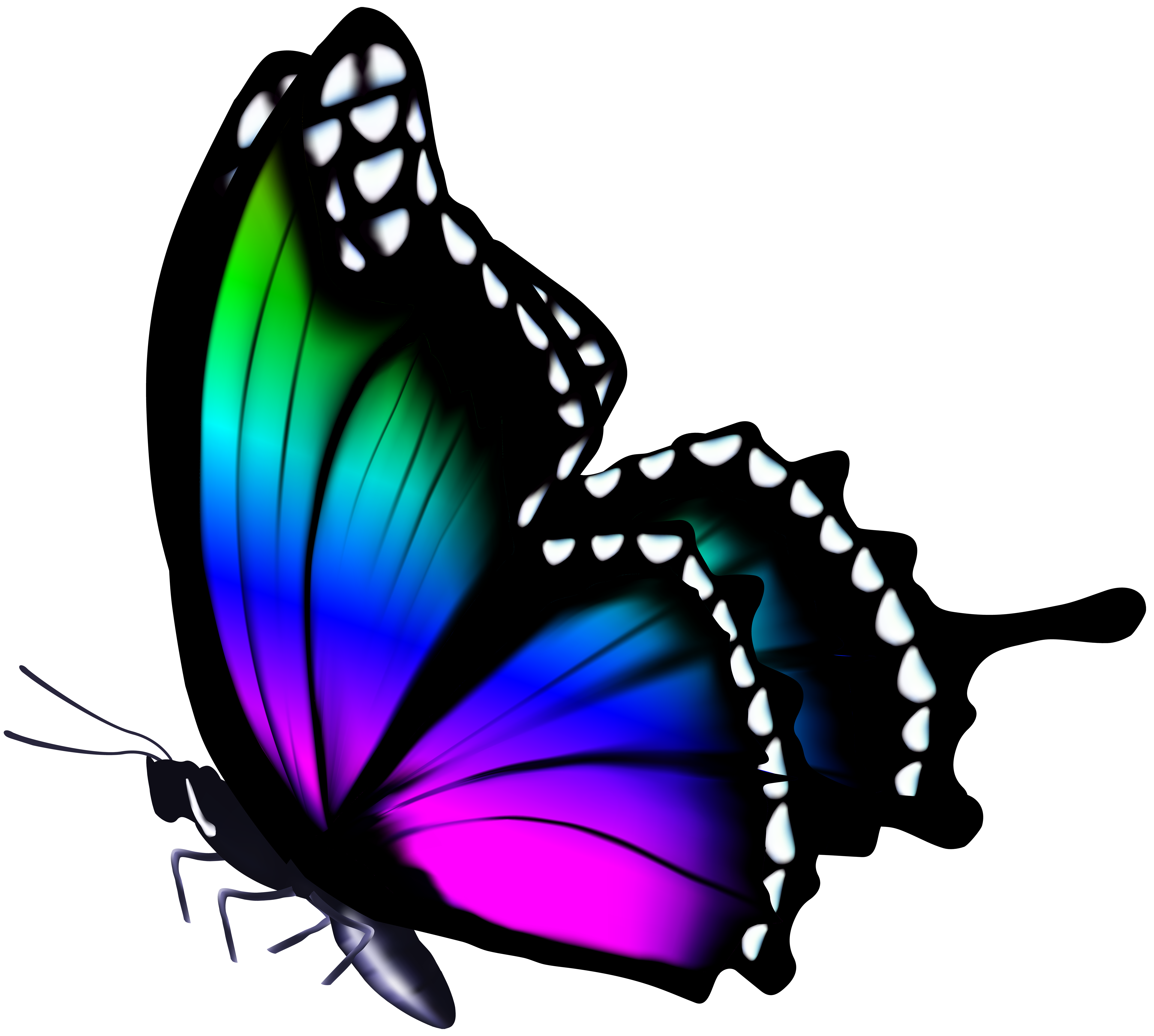 colorful butterflies clipart 10 free Cliparts | Download images on