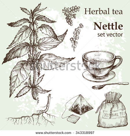 Nettle Stock Vectors, Images & Vector Art.