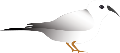 Ducula bicolor (Pied Imperial Pigeon).