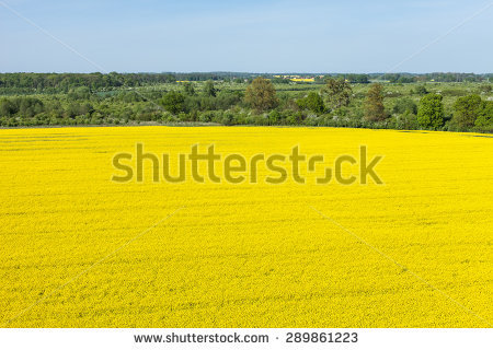 Colza Field Stock Photos, Images, & Pictures.
