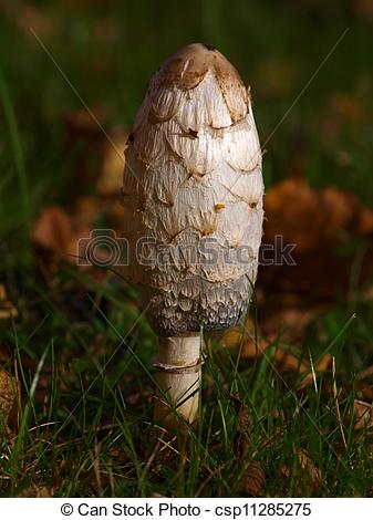 Picture of Shaggy Ink Cap mushroom, low key, (Coprinus comatus.