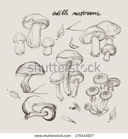 1000+ images about Mushrooms on Pinterest.