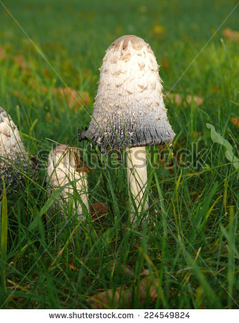 coprinus Comatus" Stock Photos, Royalty.