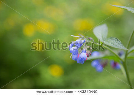 Comfrey Stock Photos, Royalty.