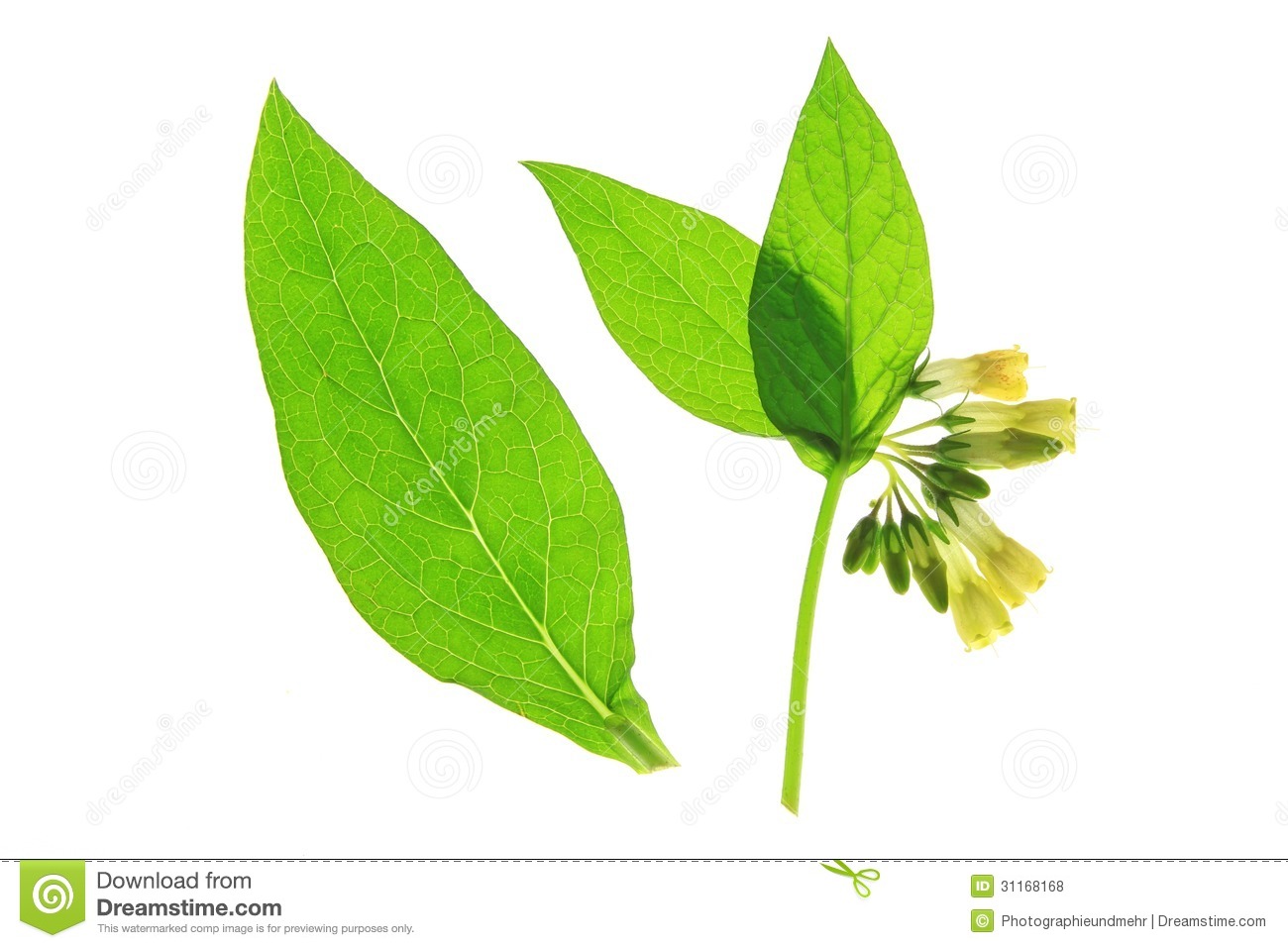 Gallery For > Comfrey Clipart. Gallery For > Comfrey Clipart.