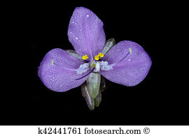 Commelinaceae Stock Photo Images. 31 commelinaceae royalty free.