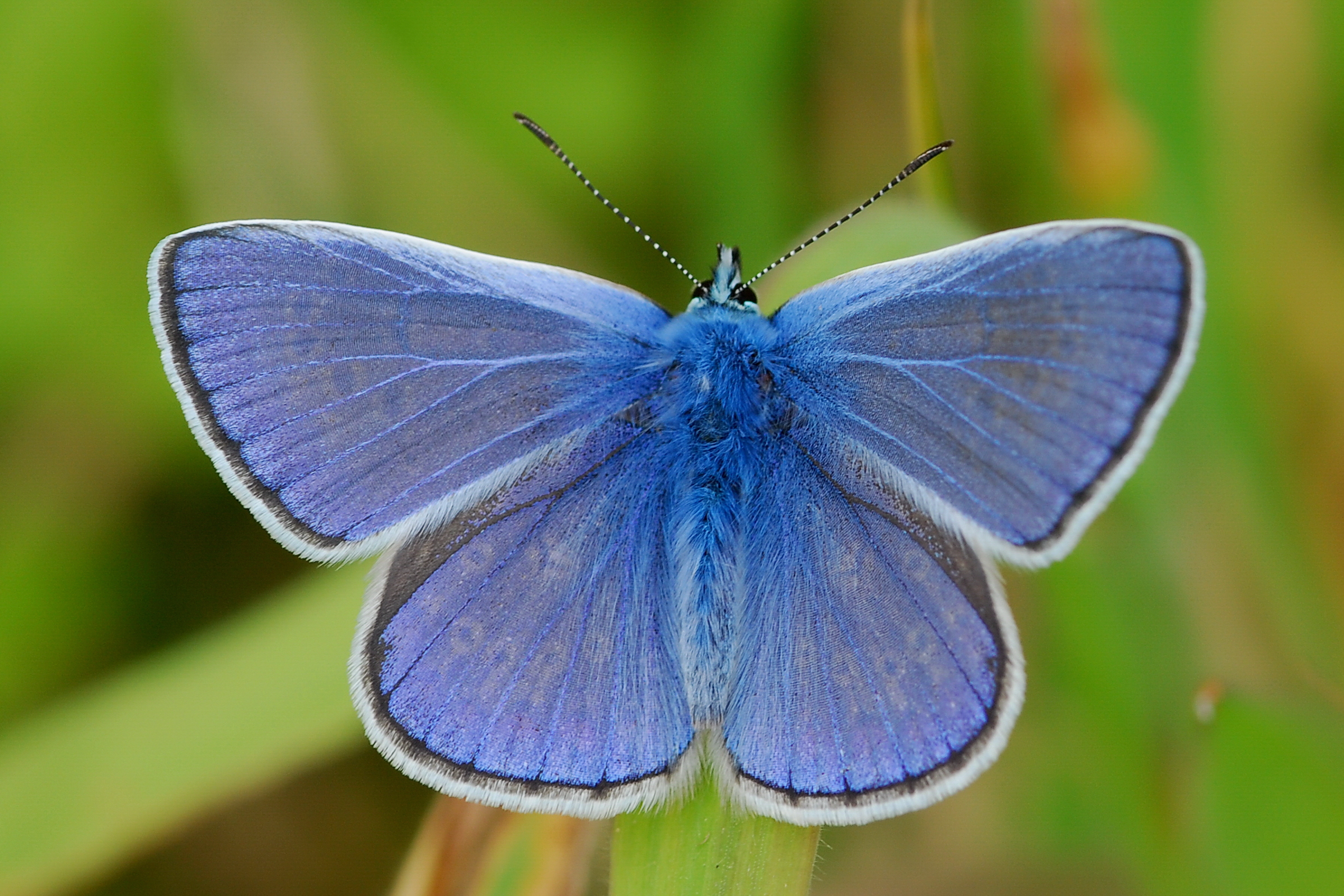 Populations of grassland butterflies decline almost 50 % over two.