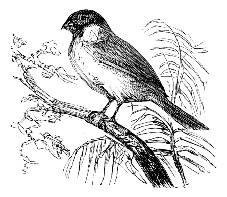 Common Bullfinch Pictures Clip Art, Vector Images & Illustrations.